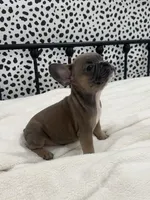 Tweed, a male French Bulldog for sale in Beatrice, NE – Photo 4 of 6