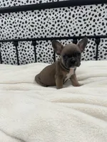 Tweed, a male French Bulldog for sale in Beatrice, NE – Photo 6 of 6