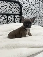 Tweed, a male French Bulldog for sale in Beatrice, NE – Photo 3 of 6