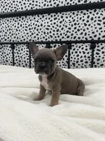 Tweed, a male French Bulldog for sale in Beatrice, NE – Photo 5 of 6