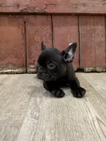 Benny, a male French Bulldog for sale in Beatrice, NE – Photo 6 of 7