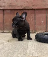 Benny, a male French Bulldog for sale in Beatrice, NE – Photo 3 of 7