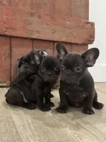 Benny, a male French Bulldog for sale in Beatrice, NE – Photo 1 of 7