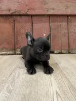 Benny, a male French Bulldog for sale in Beatrice, NE – Photo 4 of 7