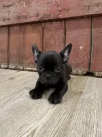 Benny, a male French Bulldog for sale in Beatrice, NE – Photo 7 of 7