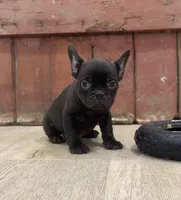 Benny, a male French Bulldog for sale in Beatrice, NE – Photo 2 of 7