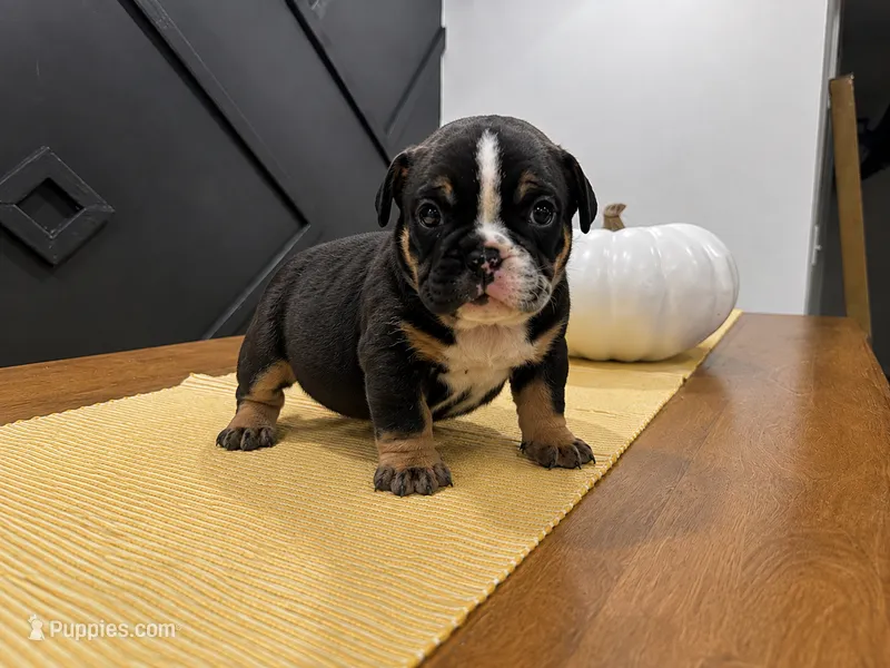 Selena – English Bulldog puppy for sale in Beatrice, NE