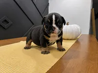Selena, a female English Bulldog for sale in Beatrice, NE – 1 of 4
