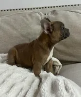 Tweed, a male French Bulldog for sale in Beatrice, NE – Photo 9 of 9