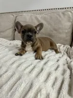 Tweed, a male French Bulldog for sale in Beatrice, NE – Photo 4 of 9