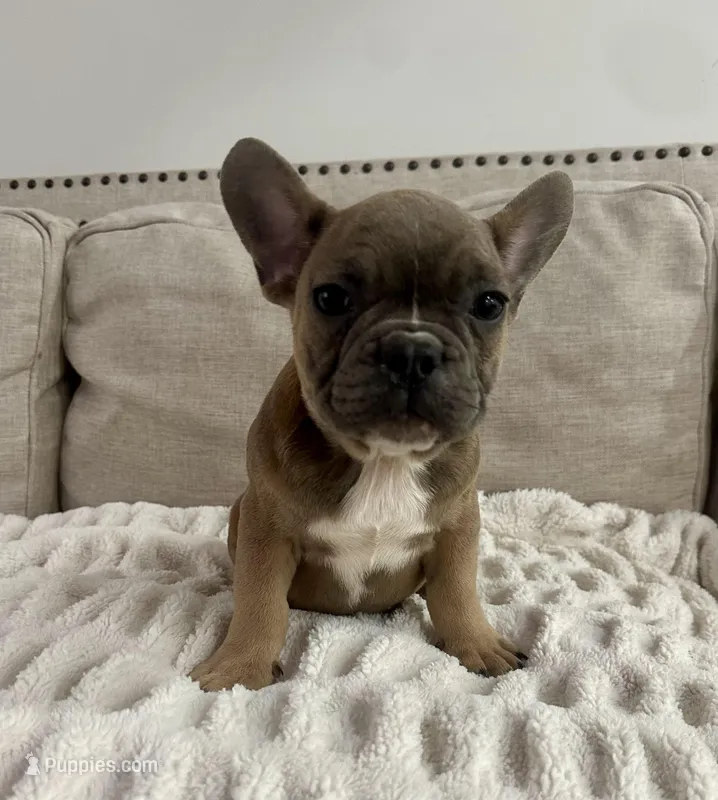 Tweed – French Bulldog puppy for sale in Beatrice, NE