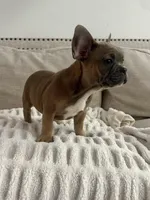 Tweed, a male French Bulldog for sale in Beatrice, NE – Photo 3 of 9