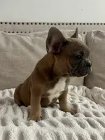 Tweed, a male French Bulldog for sale in Beatrice, NE – Photo 7 of 9