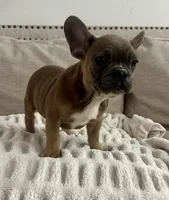 Tweed, a male French Bulldog for sale in Beatrice, NE – Photo 8 of 9