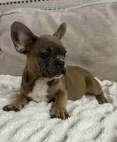 Tweed, a male French Bulldog for sale in Beatrice, NE – Photo 2 of 9