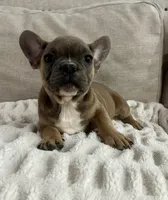 Tweed, a male French Bulldog for sale in Beatrice, NE – Photo 6 of 9