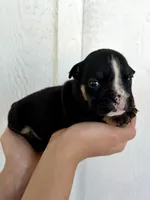 Selena, a female English Bulldog for sale in Beatrice, NE – 2 of 4