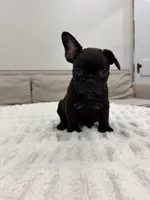 Bonnie, a female French Bulldog for sale in Beatrice, NE – Photo 6 of 6