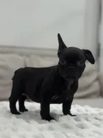 Bonnie, a female French Bulldog for sale in Beatrice, NE – Photo 1 of 6