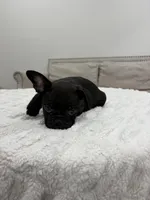 Bonnie, a female French Bulldog for sale in Beatrice, NE – Photo 5 of 6