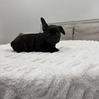Bonnie, a female French Bulldog for sale in Beatrice, NE – Photo 3 of 6