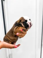 Gordo, a male English Bulldog for sale in Beatrice, NE – 2 of 3