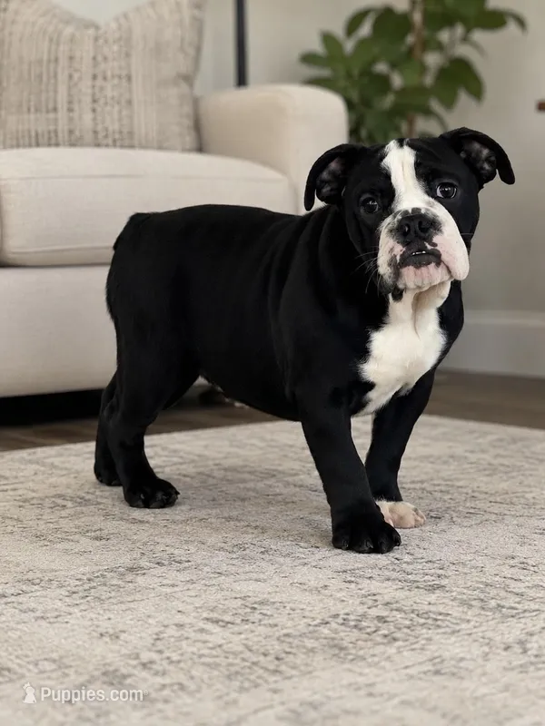 Magz – English Bulldog puppy for sale in Beatrice, NE