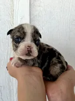 Sirius, a male English Bulldog for sale in Beatrice, NE – 3 of 4