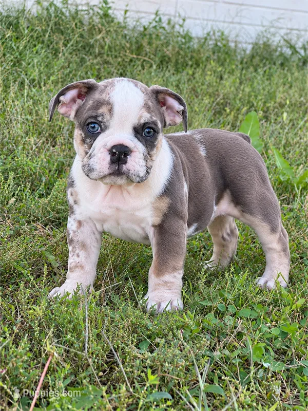 Sadie – English Bulldog puppy for sale in Beatrice, NE