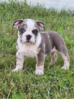 Sadie, a female English Bulldog for sale in Beatrice, NE – 1 of 4