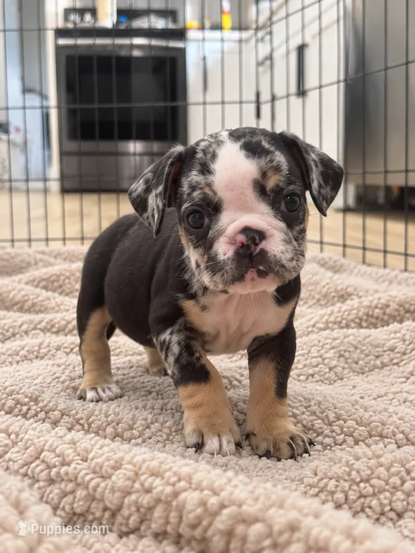 Sophie – English Bulldog puppy for sale in Beatrice, NE