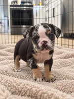 Sophie, a female English Bulldog for sale in Beatrice, NE – 1 of 3