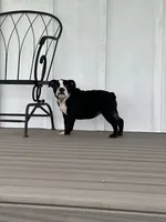 Magz, a female English Bulldog for sale in Beatrice, NE – 2 of 3
