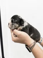 Gentry, a female English Bulldog for sale in Beatrice, NE – 2 of 3