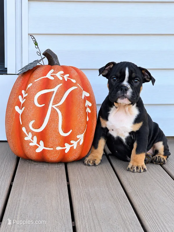 Selena – English Bulldog puppy for sale in Beatrice, NE