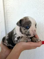 Sadie, a female English Bulldog for sale in Beatrice, NE – 2 of 5