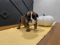 Scarlett, a female English Bulldog for sale in Beatrice, NE – 4 of 4