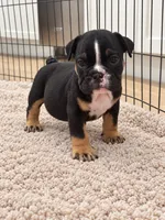 Selena, a female English Bulldog for sale in Beatrice, NE – 3 of 4