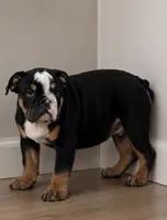 Sambo, a male English Bulldog for sale in Beatrice, NE – 3 of 3