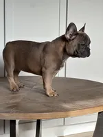 Thurman, a male French Bulldog for sale in Beatrice, NE – Photo 6 of 6