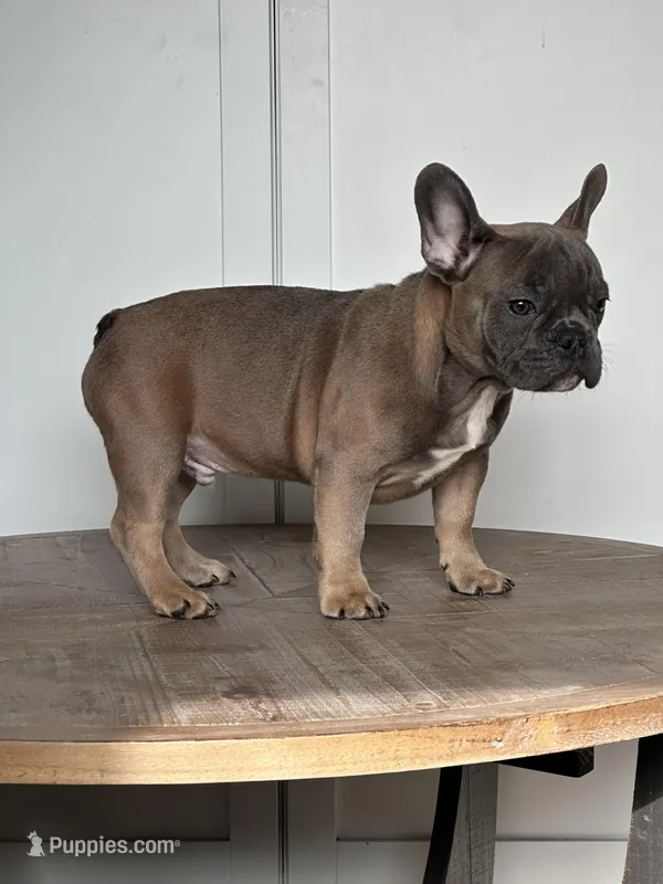 Thurman – French Bulldog puppy for sale in Beatrice, NE