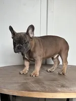 Thurman, a male French Bulldog for sale in Beatrice, NE – Photo 4 of 6