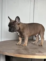 Thurman, a male French Bulldog for sale in Beatrice, NE – Photo 5 of 6