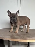 Thurman, a male French Bulldog for sale in Beatrice, NE – Photo 3 of 6