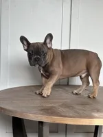 Thurman, a male French Bulldog for sale in Beatrice, NE – Photo 2 of 6