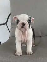 Ginny, a female English Bulldog for sale in Beatrice, NE – 3 of 6