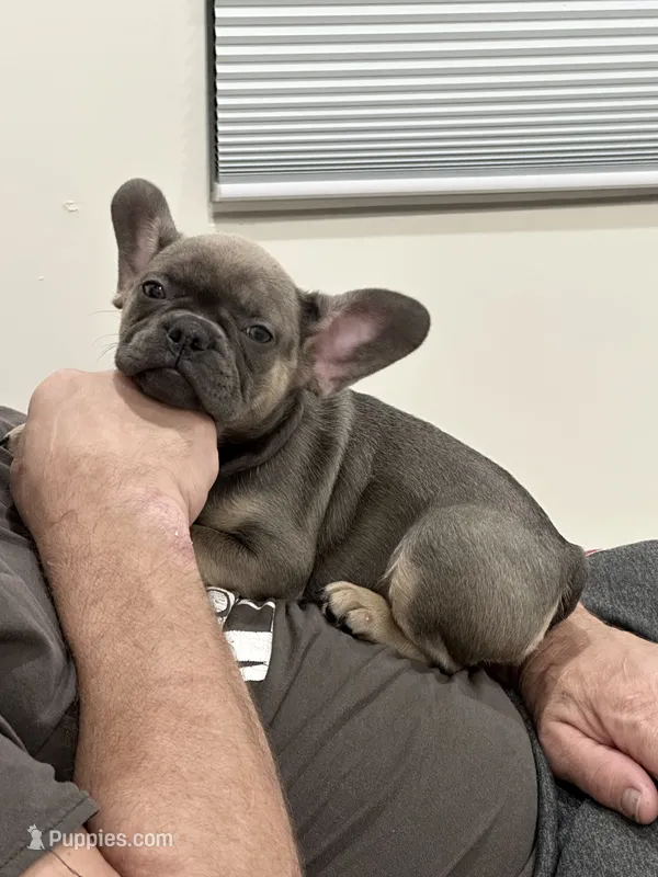 Rose – French Bulldog puppy for sale in Beatrice, NE