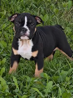 Selena, a female English Bulldog for sale in Beatrice, NE – 2 of 3