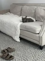 Bling, a male French Bulldog for sale in Beatrice, NE – Photo 10 of 10