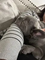 Bling, a male French Bulldog for sale in Beatrice, NE – Photo 8 of 10